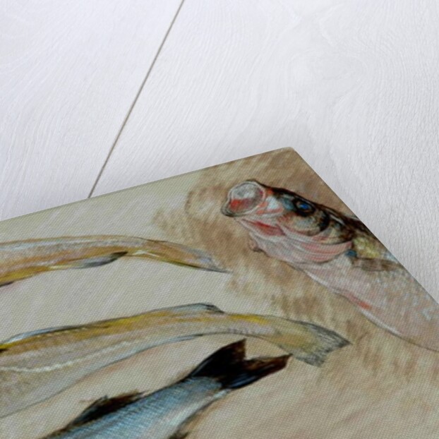 Study of Four Fishes for 'The Mackerel Nets', 1912 by William Shackleton