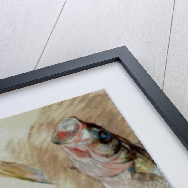 Study of Four Fishes for 'The Mackerel Nets', 1912 by William Shackleton