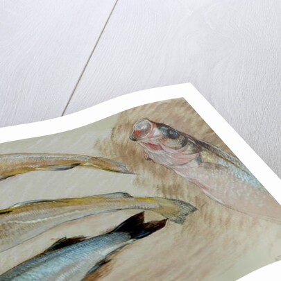 Study of Four Fishes for 'The Mackerel Nets', 1912 by William Shackleton