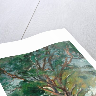 The Scotch Fir by William Bruce Ellis Ranken