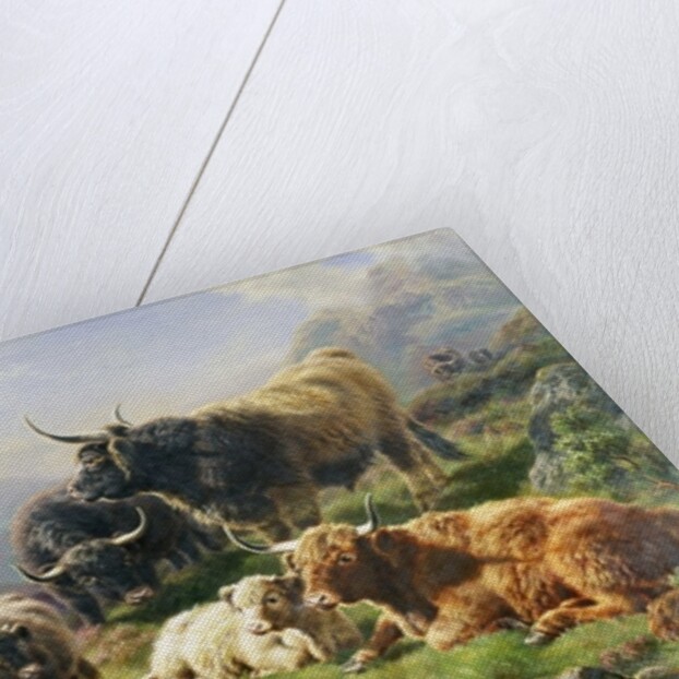 Highland Cattle by William Watson