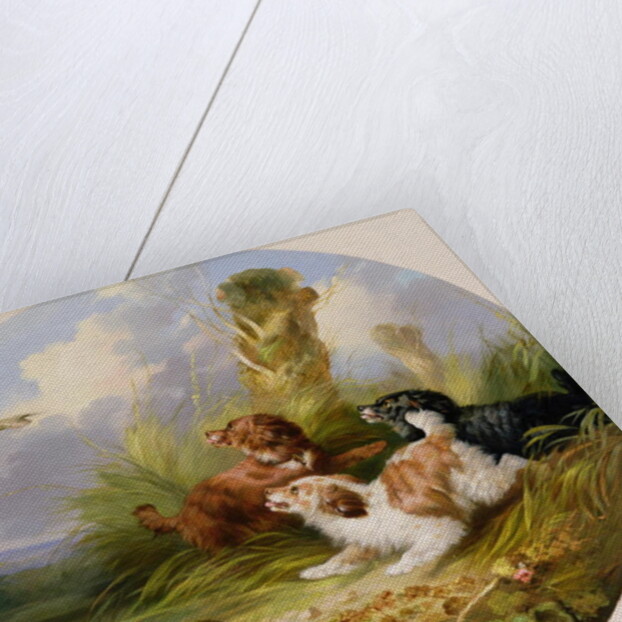 Three Spaniels Flushing Mallard by George Armfield