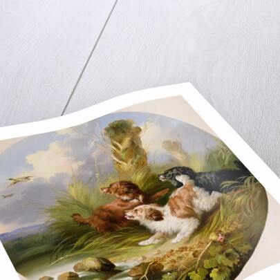 Three Spaniels Flushing Mallard by George Armfield