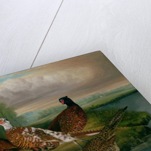 Pheasants by the River Wensum, Norfolk by James Blazeby
