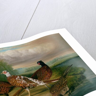 Pheasants by the River Wensum, Norfolk by James Blazeby