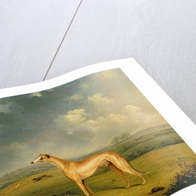 Reverend Henry Bate Dudley's Greyhound 'The Miller', 1799 by Henry Bernard Chalon