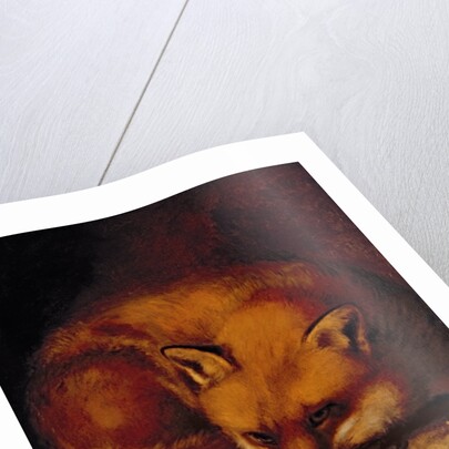 A Fox, 1817 by Abraham Cooper