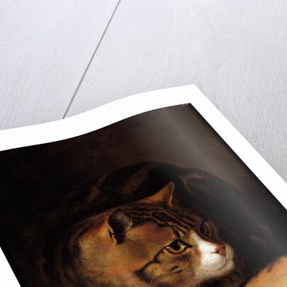 A Tabby Cat, 1817 by Abraham Cooper
