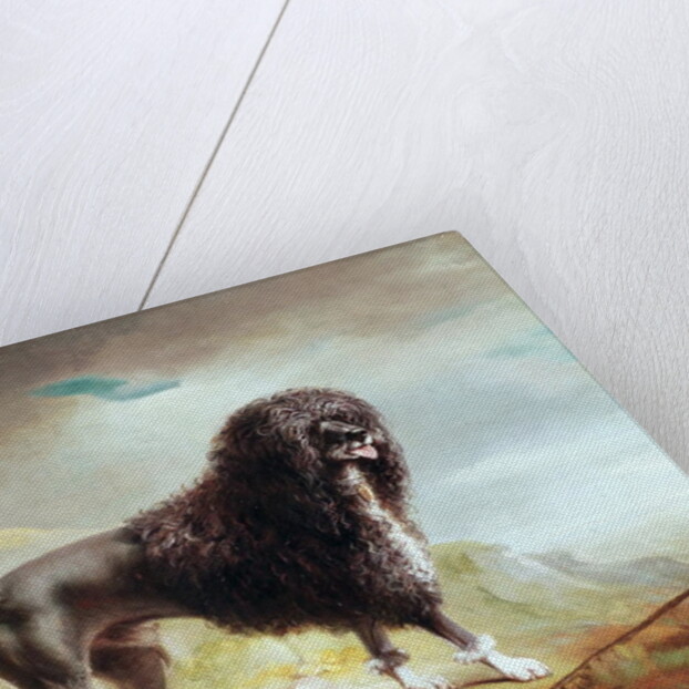 A Clipped Water Spaniel by John E. Ferneley