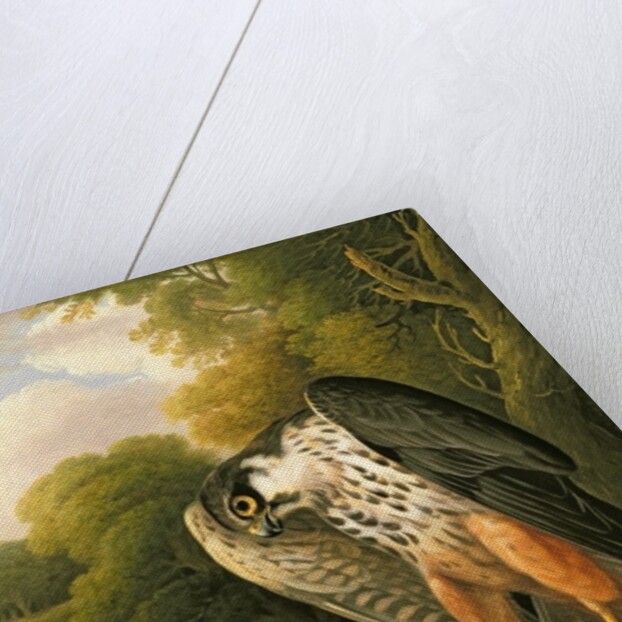 A Hobby Hawk and Prey shot at Buxton, 1812 by Robert Wilkinson Padley