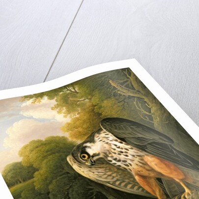 A Hobby Hawk and Prey shot at Buxton, 1812 by Robert Wilkinson Padley