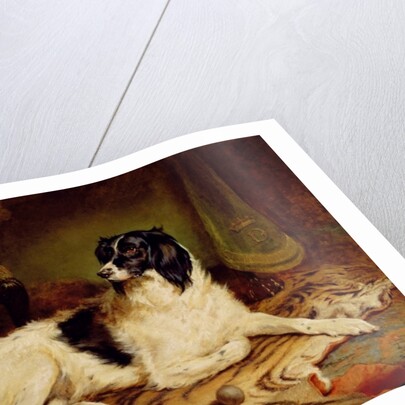 Minna, a favourite dog of James, Marquess of Dalhousie, 1857 by Gourlay Steel