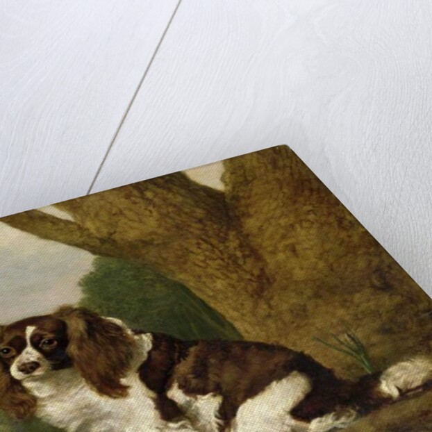 Fanny, a brown and white spaniel, 1778 by George Stubbs