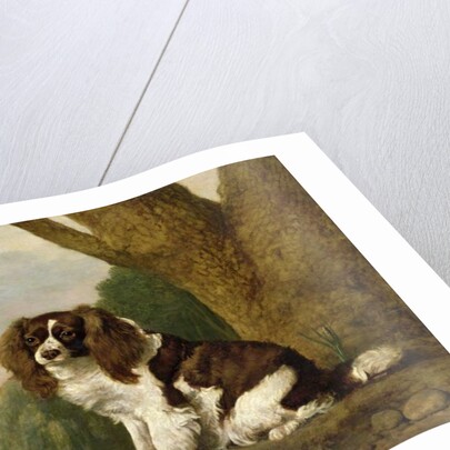 Fanny, a brown and white spaniel, 1778 by George Stubbs