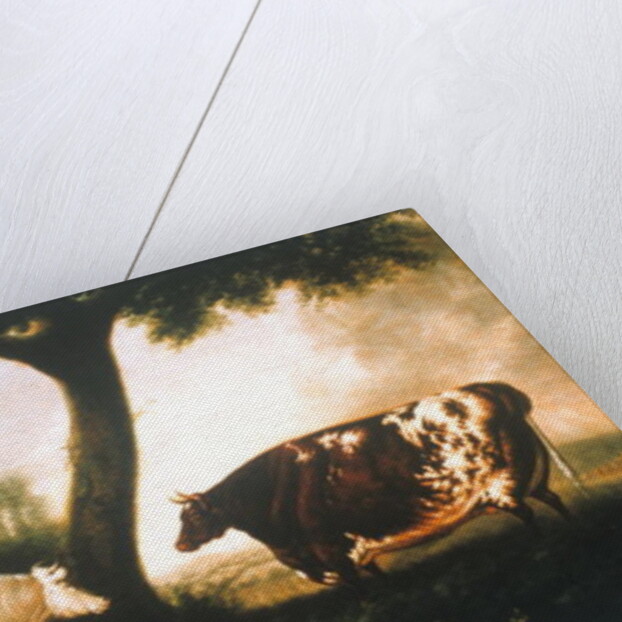 Two Shorthorn Cattle, 1806 by Thomas Harrington Wilson