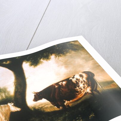 Two Shorthorn Cattle, 1806 by Thomas Harrington Wilson