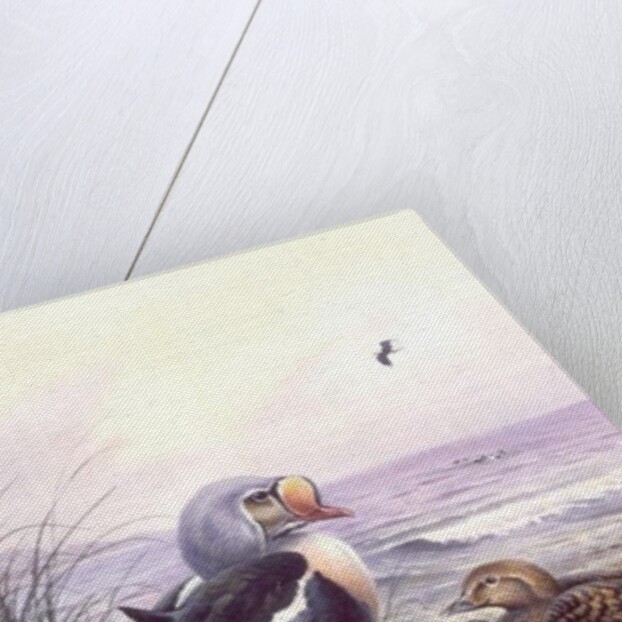 King Eider by Carl Donner