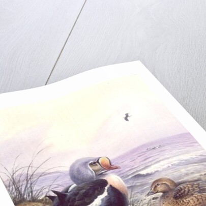 King Eider by Carl Donner