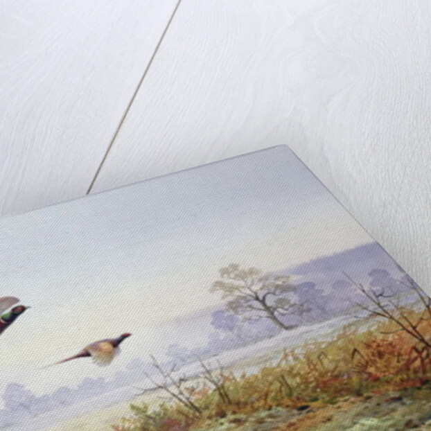 Pheasants in Flight by Carl Donner