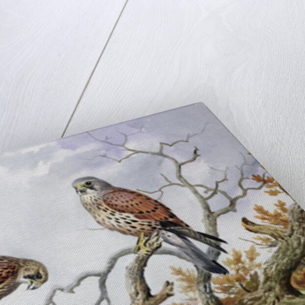 Pair of Kestrels by Carl Donner