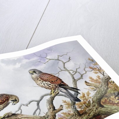Pair of Kestrels by Carl Donner