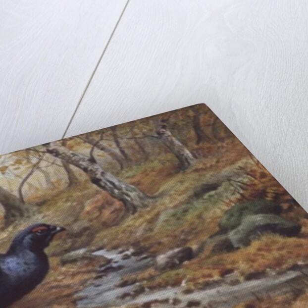 Black Cock Grouse by a stream by Carl Donner