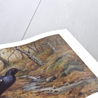 Black Cock Grouse by a stream by Carl Donner