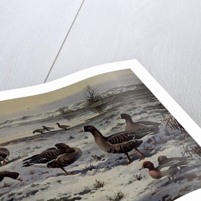 White Fronted Geese by Carl Donner