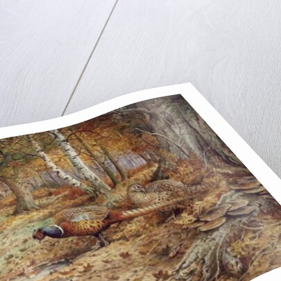 Cock Pheasant and Sulphur Tuft Fungi, by Carl Donner