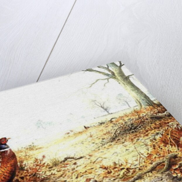 Cock Pheasant by Carl Donner