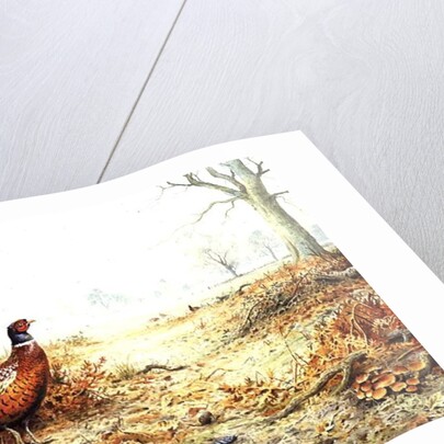 Cock Pheasant by Carl Donner