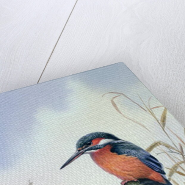 Kingfisher by Carl Donner