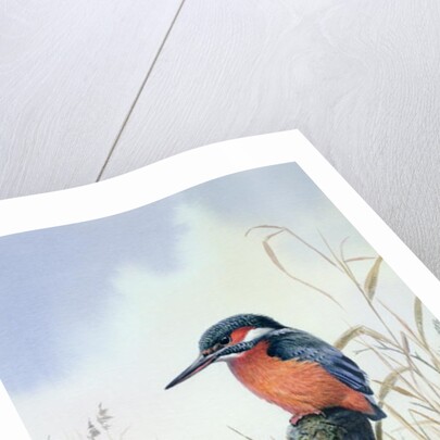 Kingfisher by Carl Donner