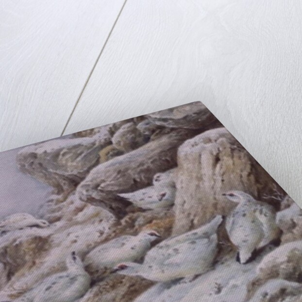 Ptarmigan in snow covered landscape by Carl Donner