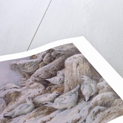 Ptarmigan in snow covered landscape by Carl Donner