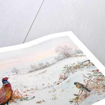Pheasant and bramblefinch in the snow by Carl Donner
