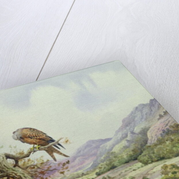 Pair of Red Kites in an Oak Tree by Carl Donner