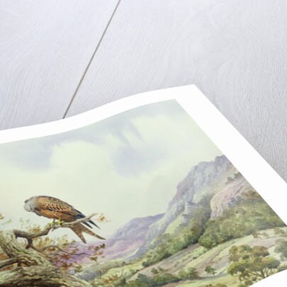 Pair of Red Kites in an Oak Tree by Carl Donner