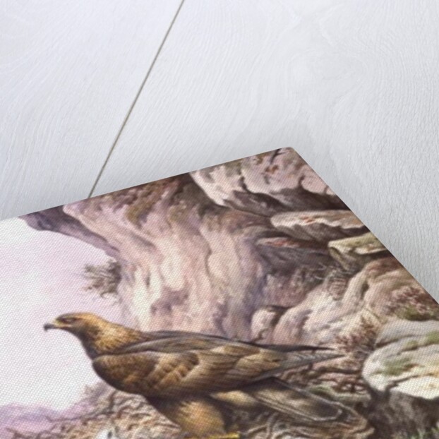 Golden Eagles at their Eyrie by Carl Donner