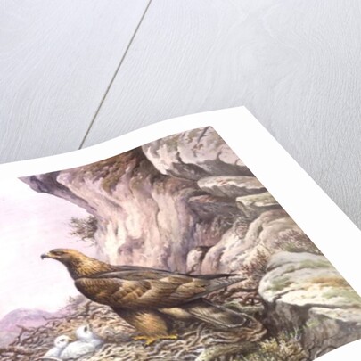 Golden Eagles at their Eyrie by Carl Donner