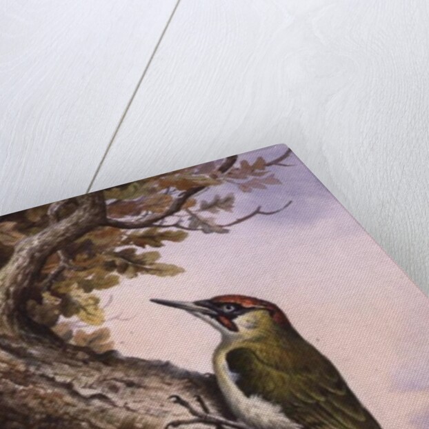 Green Woodpecker by Carl Donner