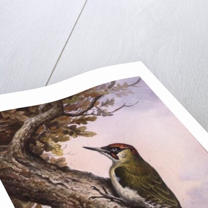 Green Woodpecker by Carl Donner