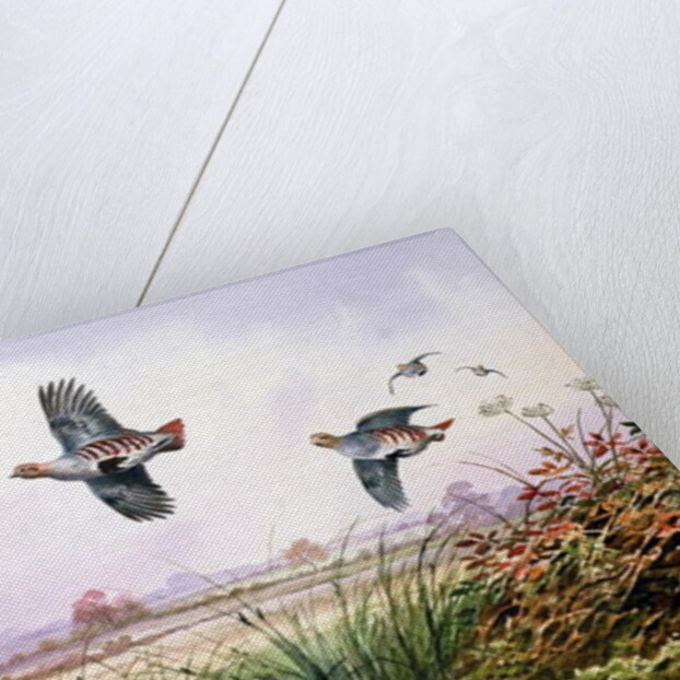 Partridge in Flight by Carl Donner