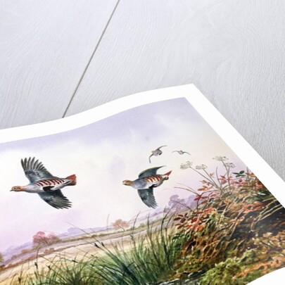 Partridge in Flight by Carl Donner