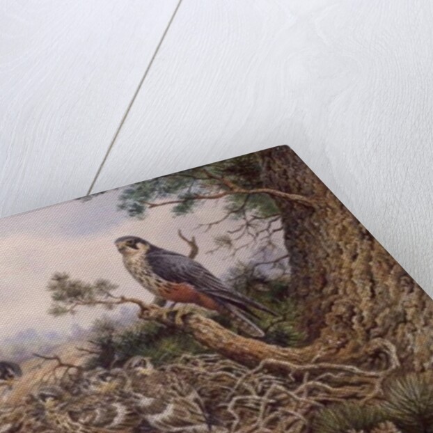 Hobbys at their Nest by Carl Donner