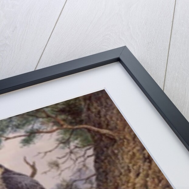 Hobbys at their Nest by Carl Donner