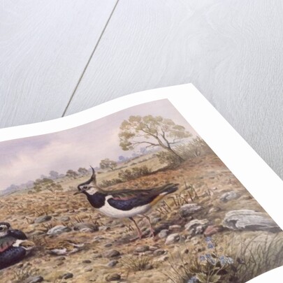 Lapwing Family with Goldfinches by Carl Donner