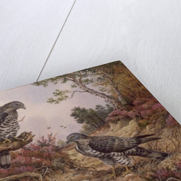 Honey Buzzards by Carl Donner