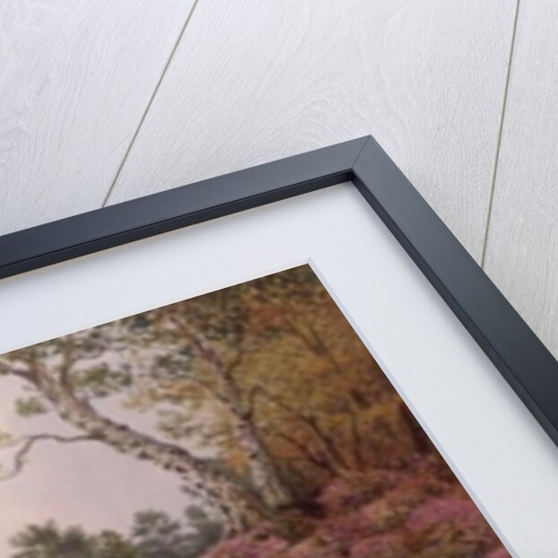 Honey Buzzards by Carl Donner