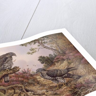 Honey Buzzards by Carl Donner